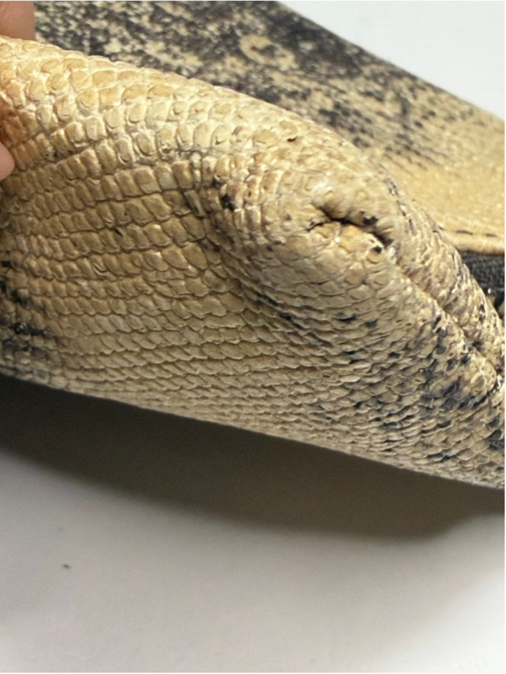 Women's Henri Bendel One Size Snake Print Clutch in Beige and Black - Picture 3 of 8
